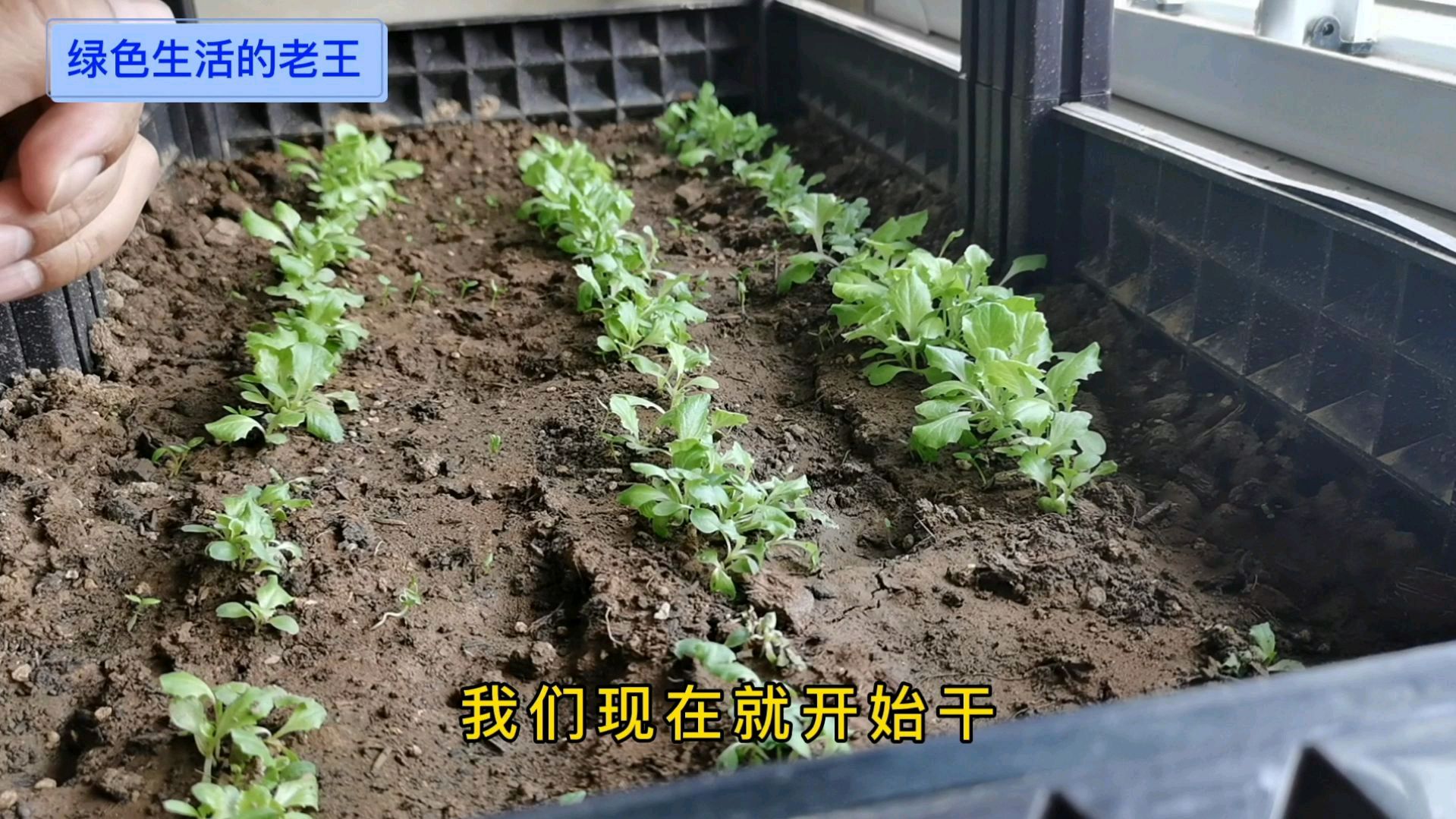 阳台种菜(生菜)第23天,剃苗、移栽为生菜提供宽松的生长空间
