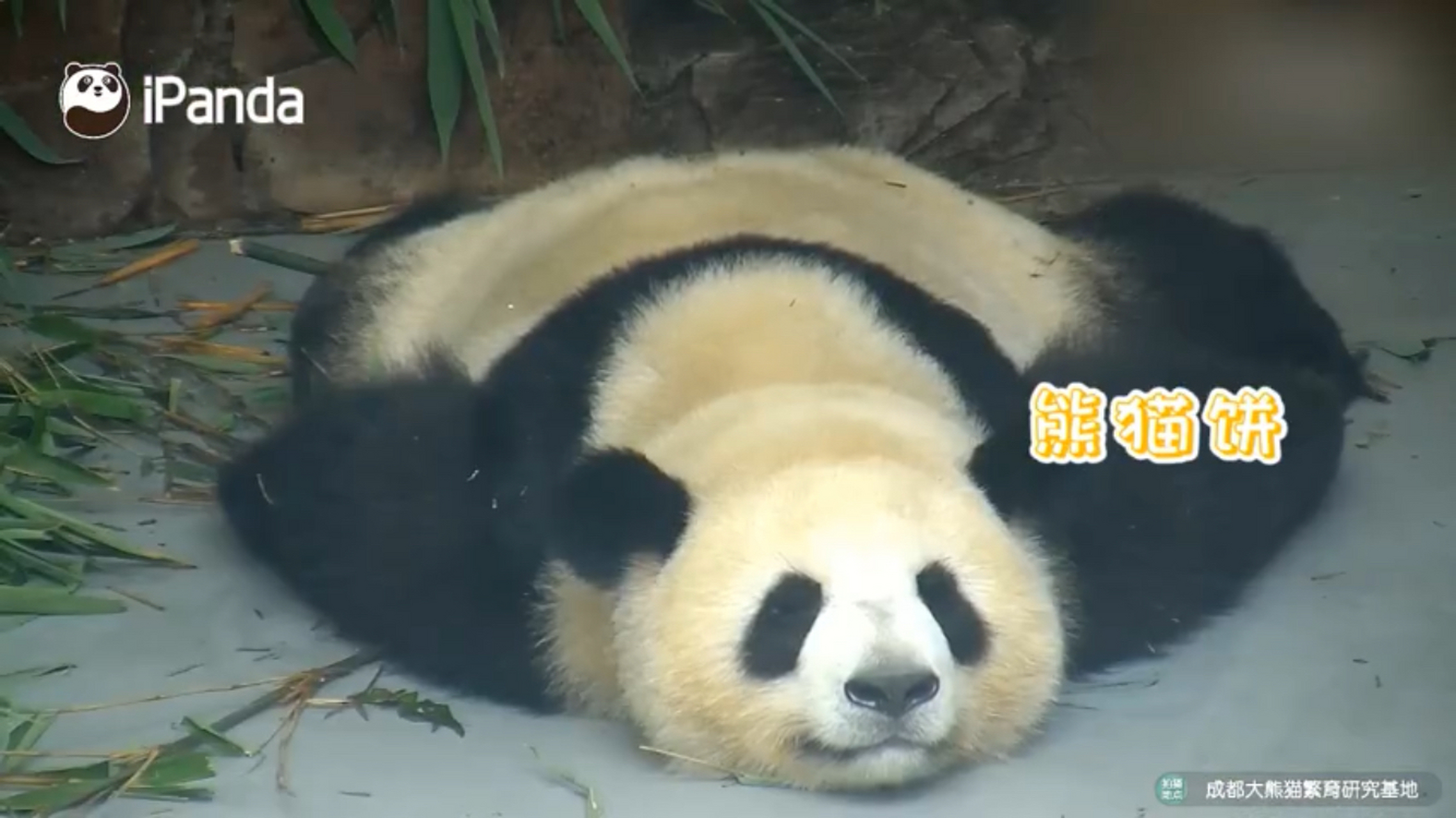 叮咚,午餐时刻:  梅兰肉肉.俗称:梅菜肉饼.