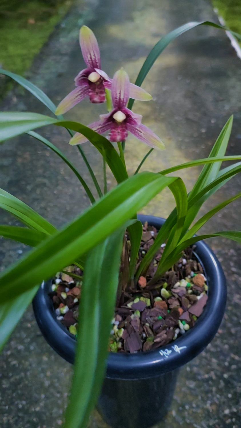 建兰至尊红颜开花了