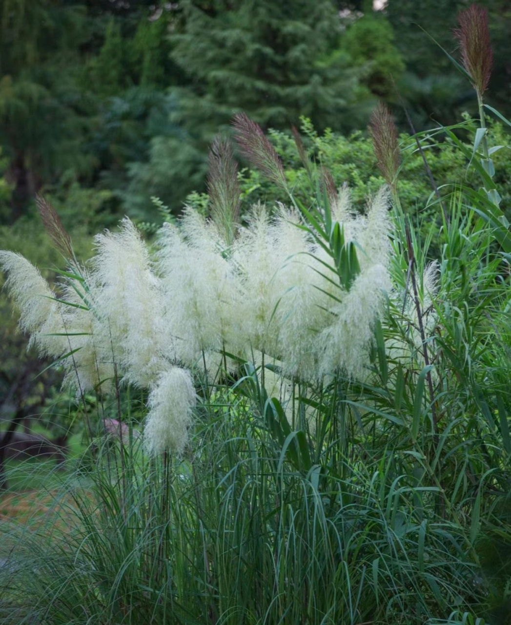 风雨吟 芦荻写作背景图片