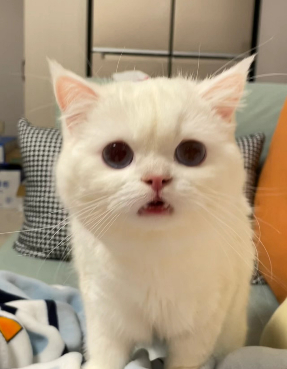 小猫咪:可以给我吃一口吗?这个渴望的小眼神也太可怜巴巴了吧