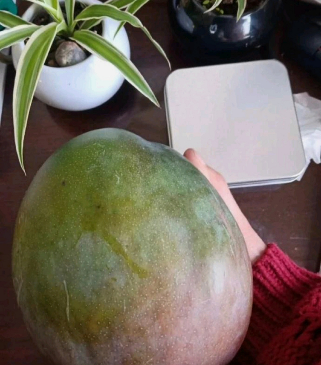网上买了5斤芒果,商家发来…这是芒瓜吗?