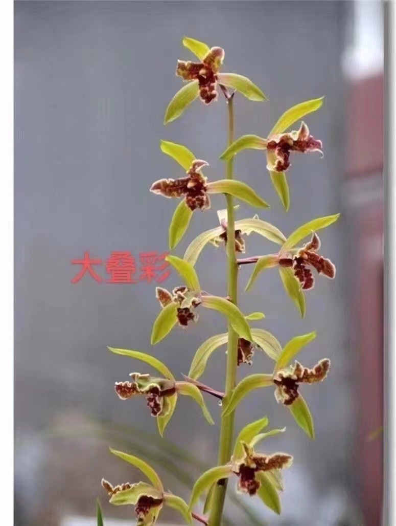 蕙兰大叠彩