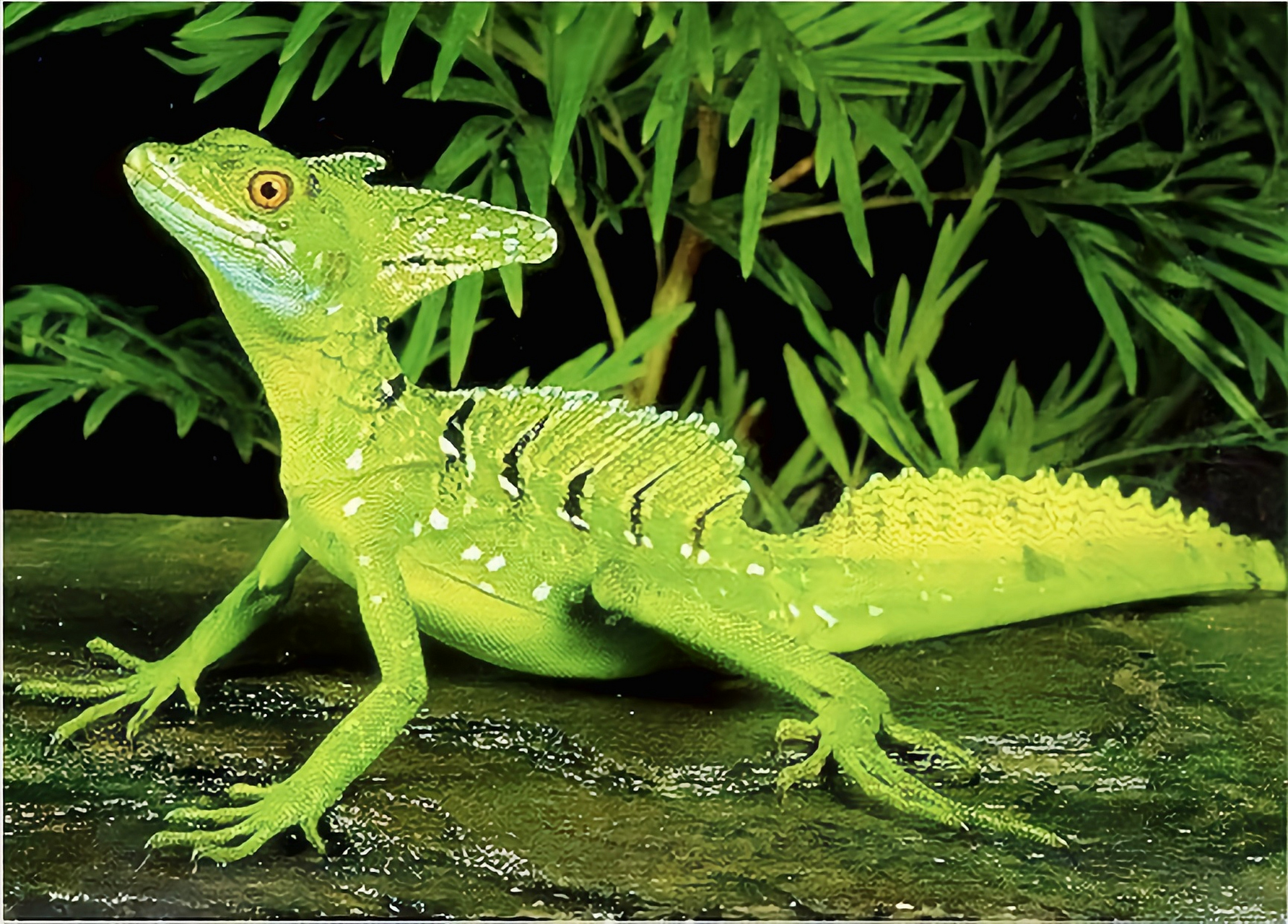 每天认识一种动物——双冠蜥 双冠蜥别名怪蛇,原产于南美洲,北美洲