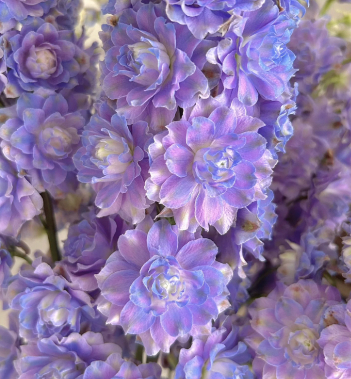 花飞燕草品种——高地人系列 (highlander series) 完全重瓣的花型