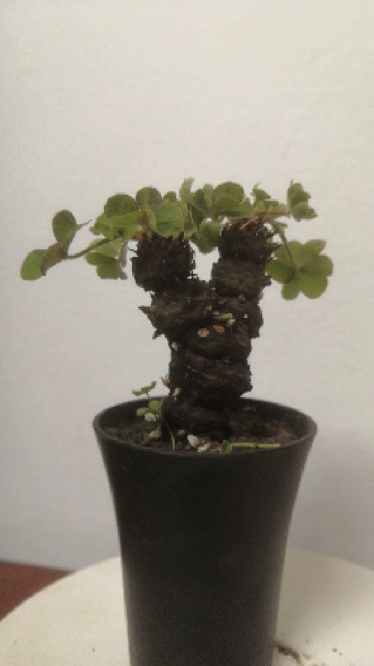 酢浆草老桩,每一颗都有自己的味道