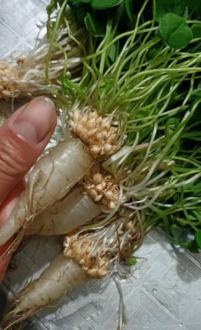 三叶草的根能吃吗