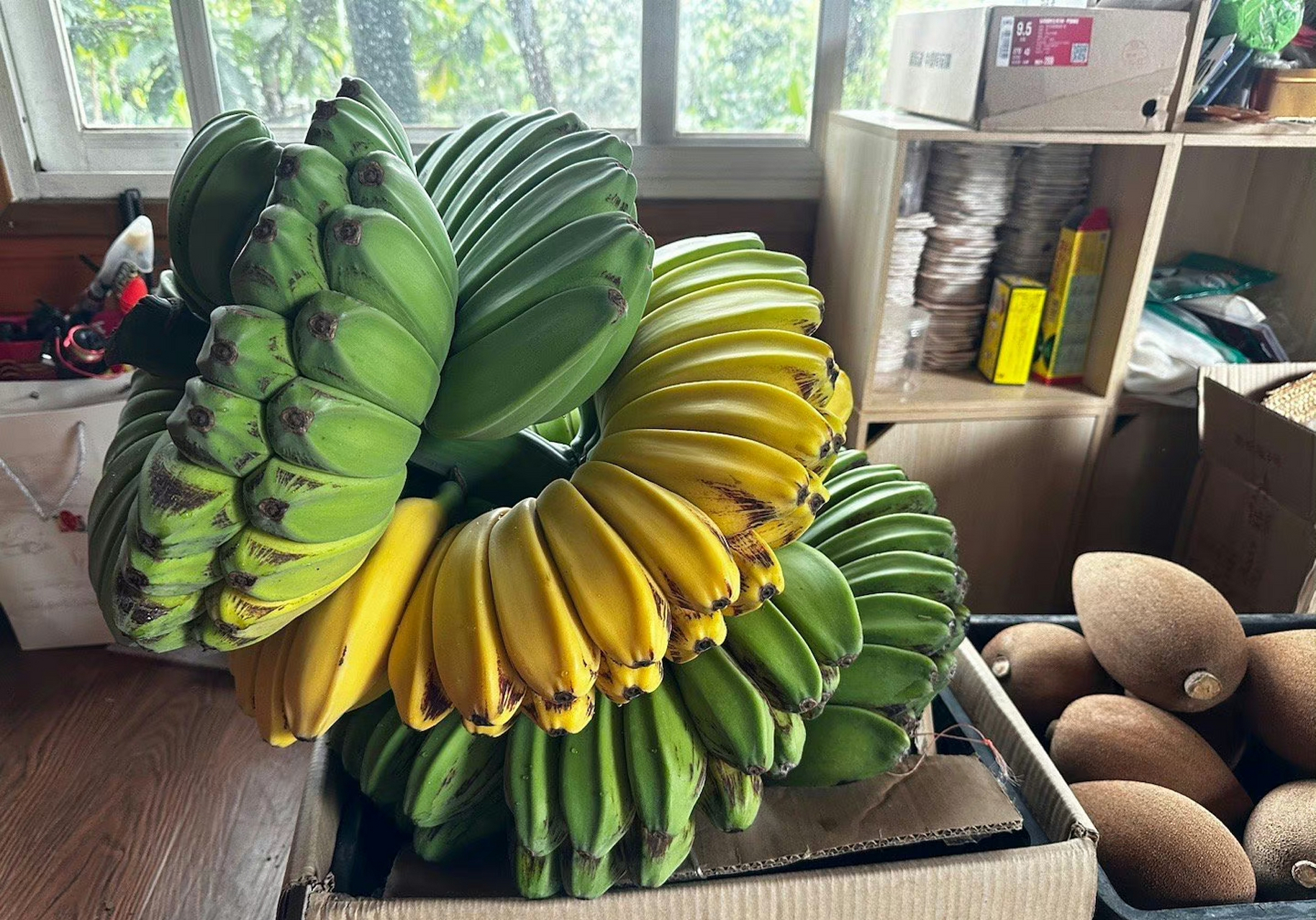 祈祷之手,最有佛缘的水果,佛手蕉,也叫合手蕉…9090世界上最好的