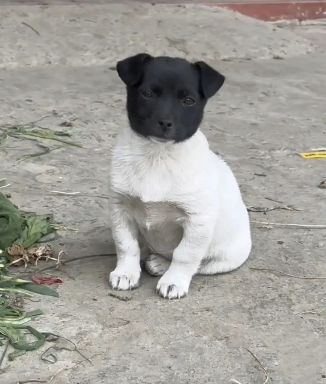 黑白分明的狗狗!