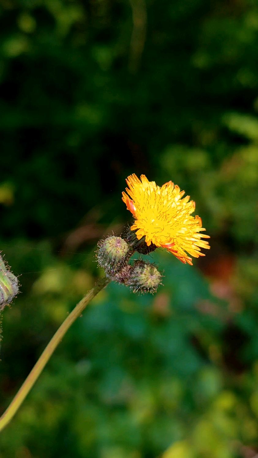 认识一种野菜——苣荬菜