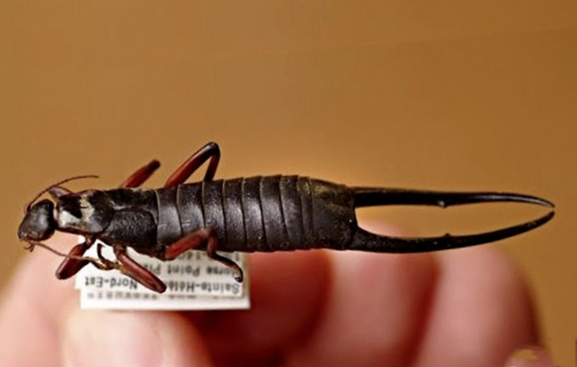 每天认识一种动物——圣赫勒拿巨人蠼螋 圣赫勒拿巨人蠼螋 别名巨人