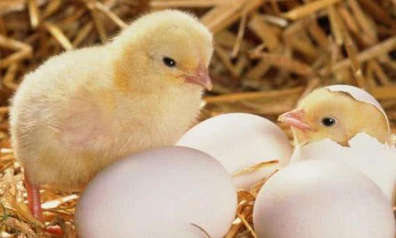 孵小鸡最简单的方法,100%成功