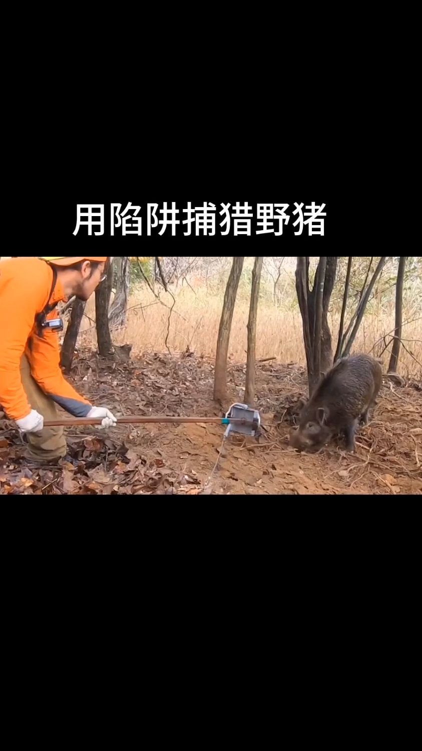 用陷阱捕猎野猪,厉害厉害