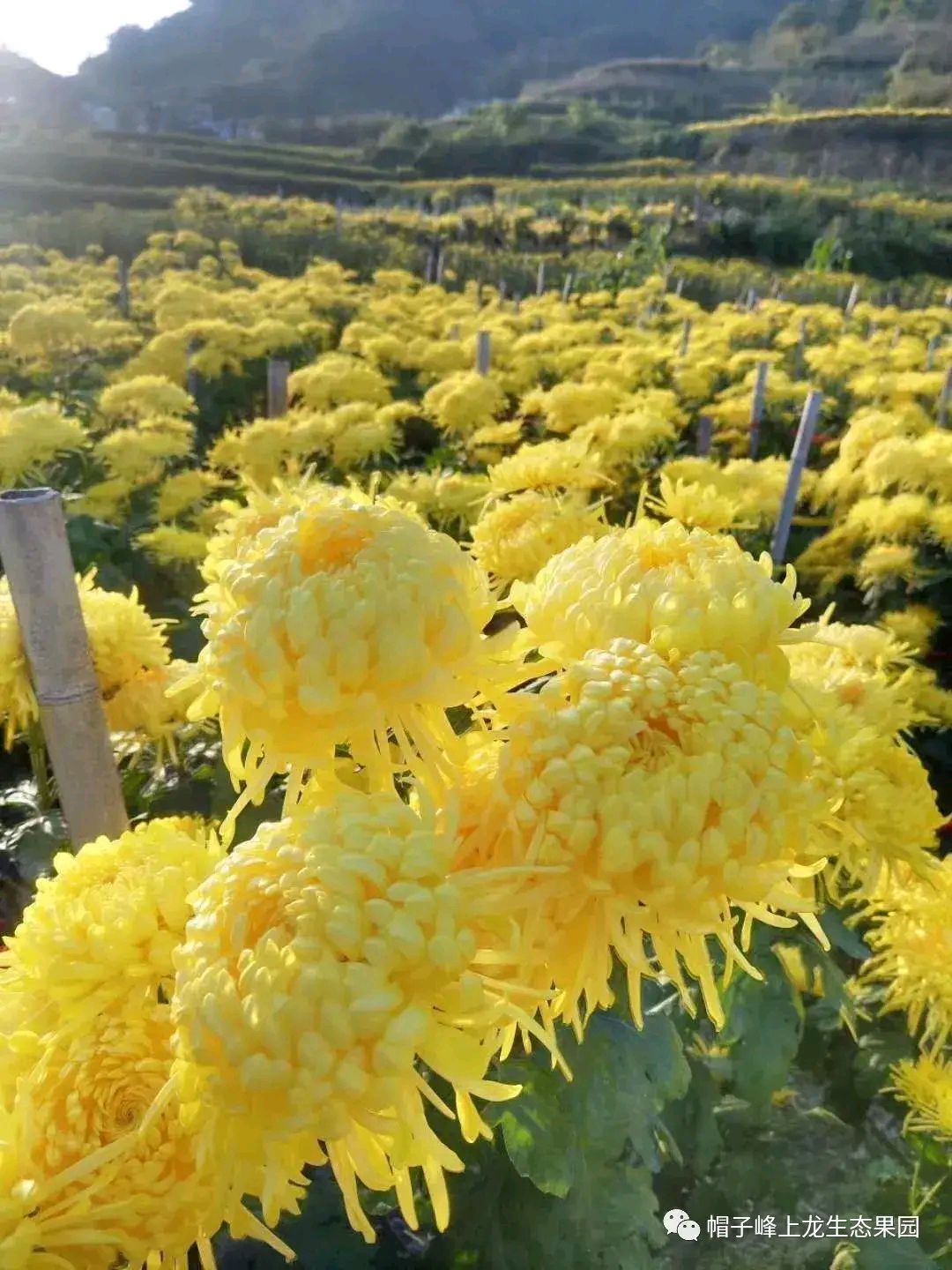 帽子峰金丝皇菊是帽子峰洞头村贫困户生态种植因为山区农户没有销路