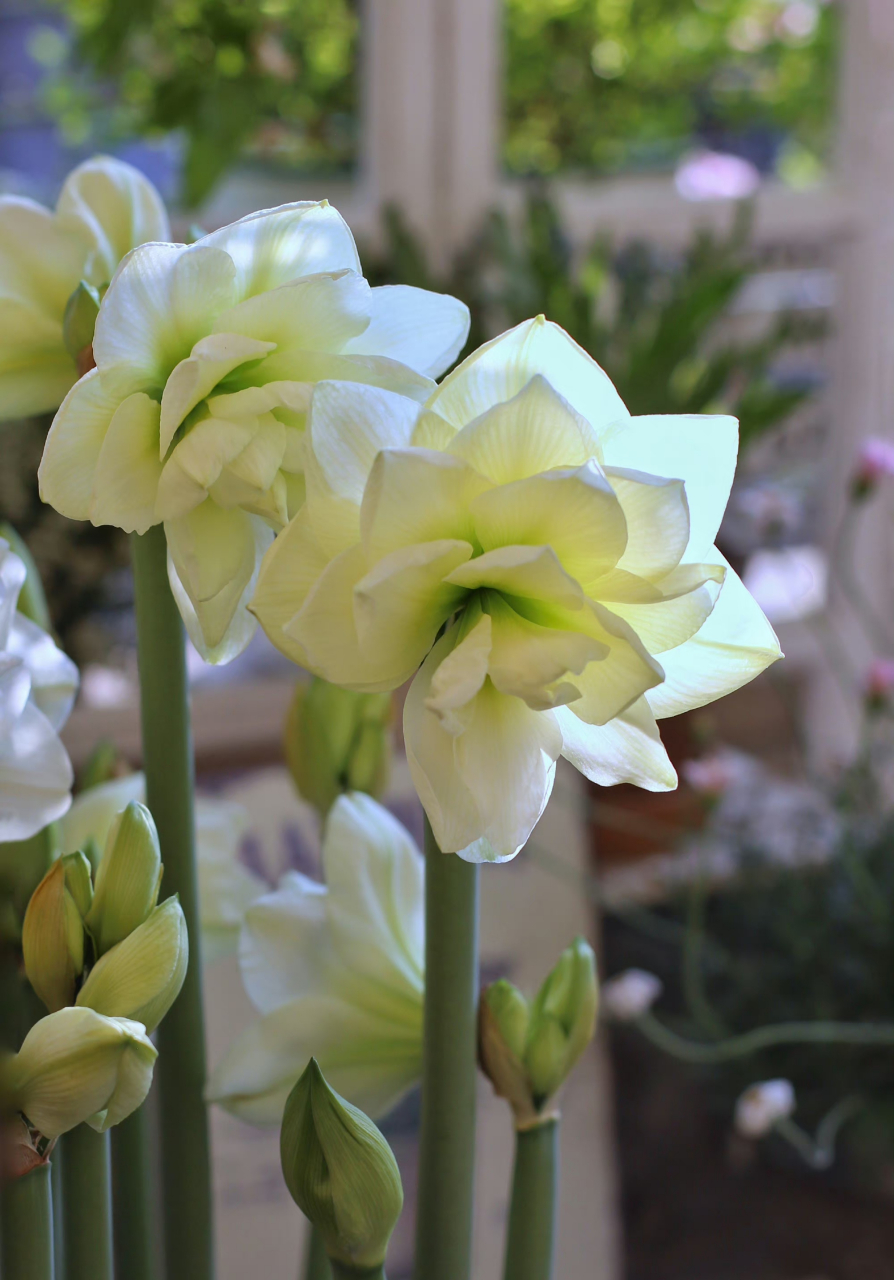 朱顶红阿弗雷初开,五年前的一个球现在的多个开花球,十五只花剑 67