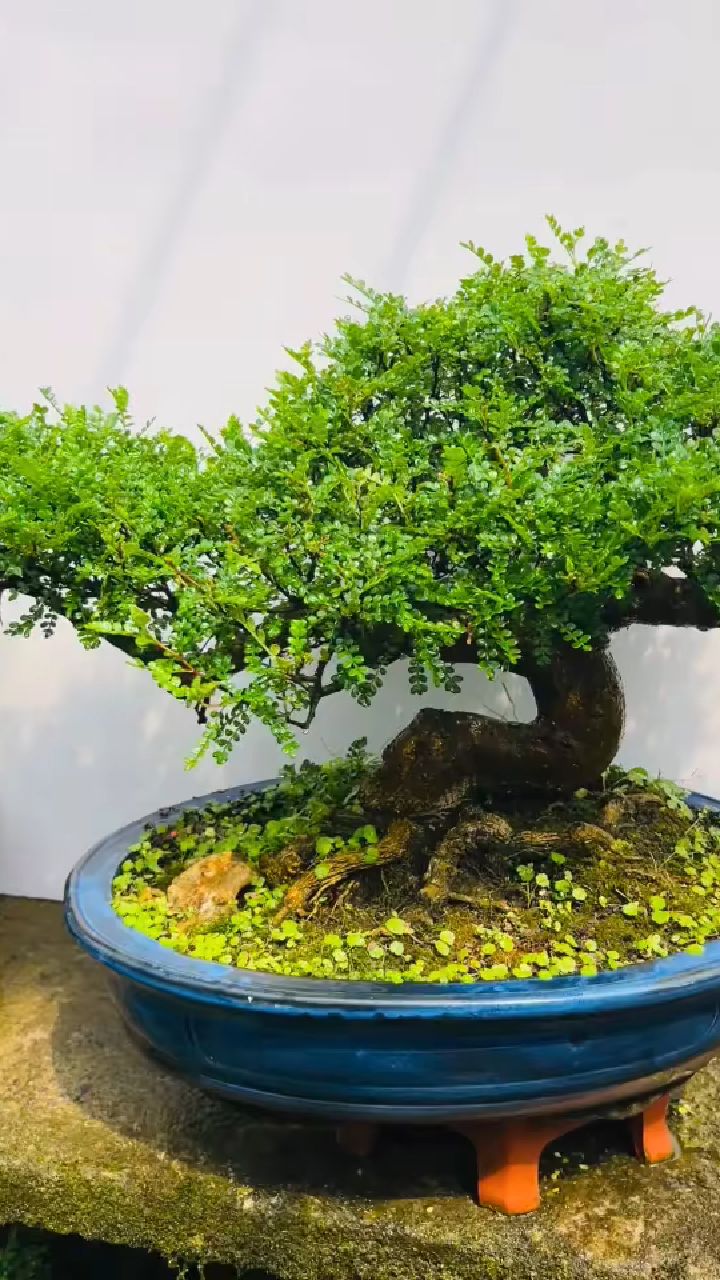 分享一棵精品胡椒木盆景