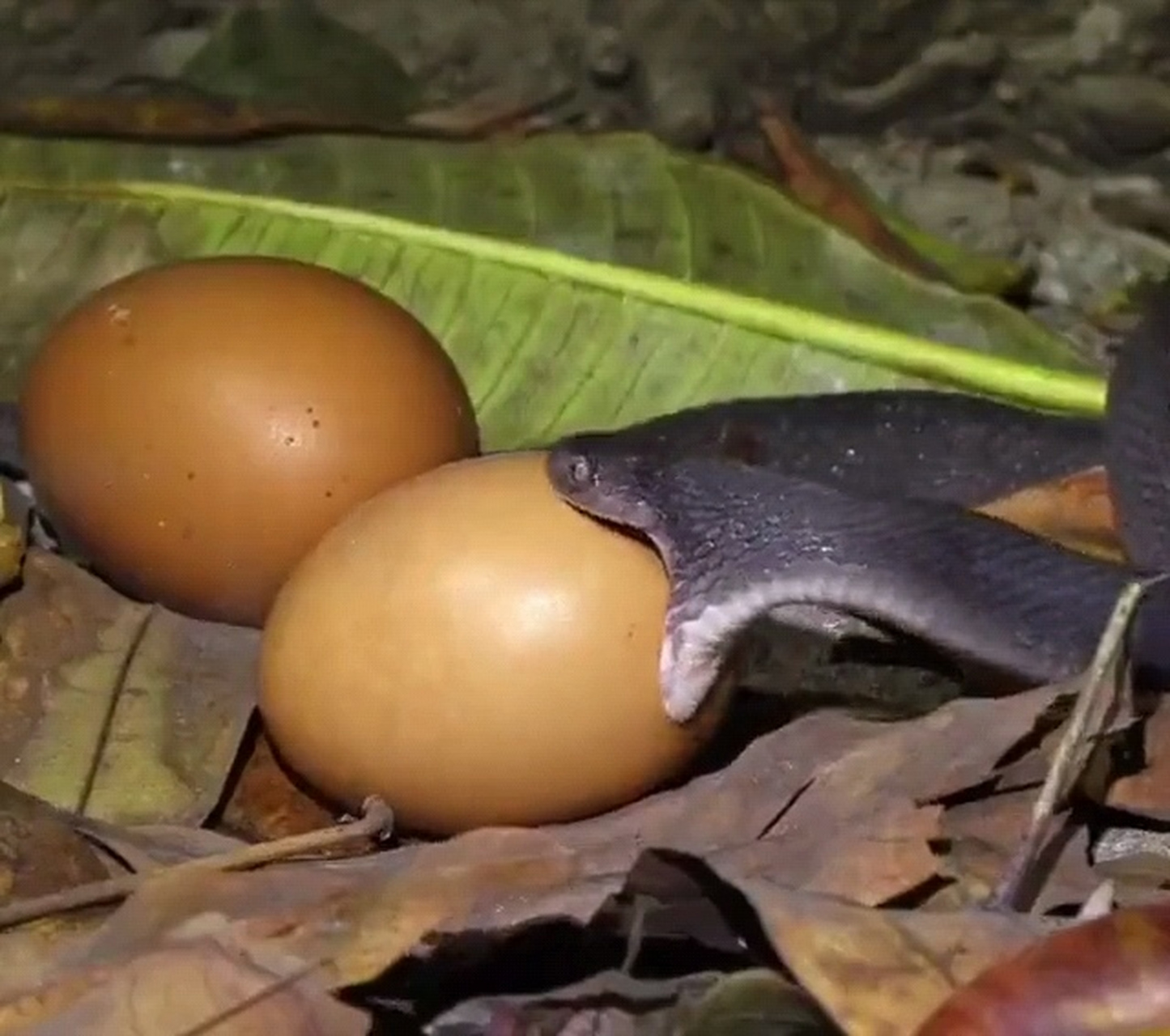 这么小条蛇竟然能吞进去这么大颗蛋,这到底是怎样做到的呢?