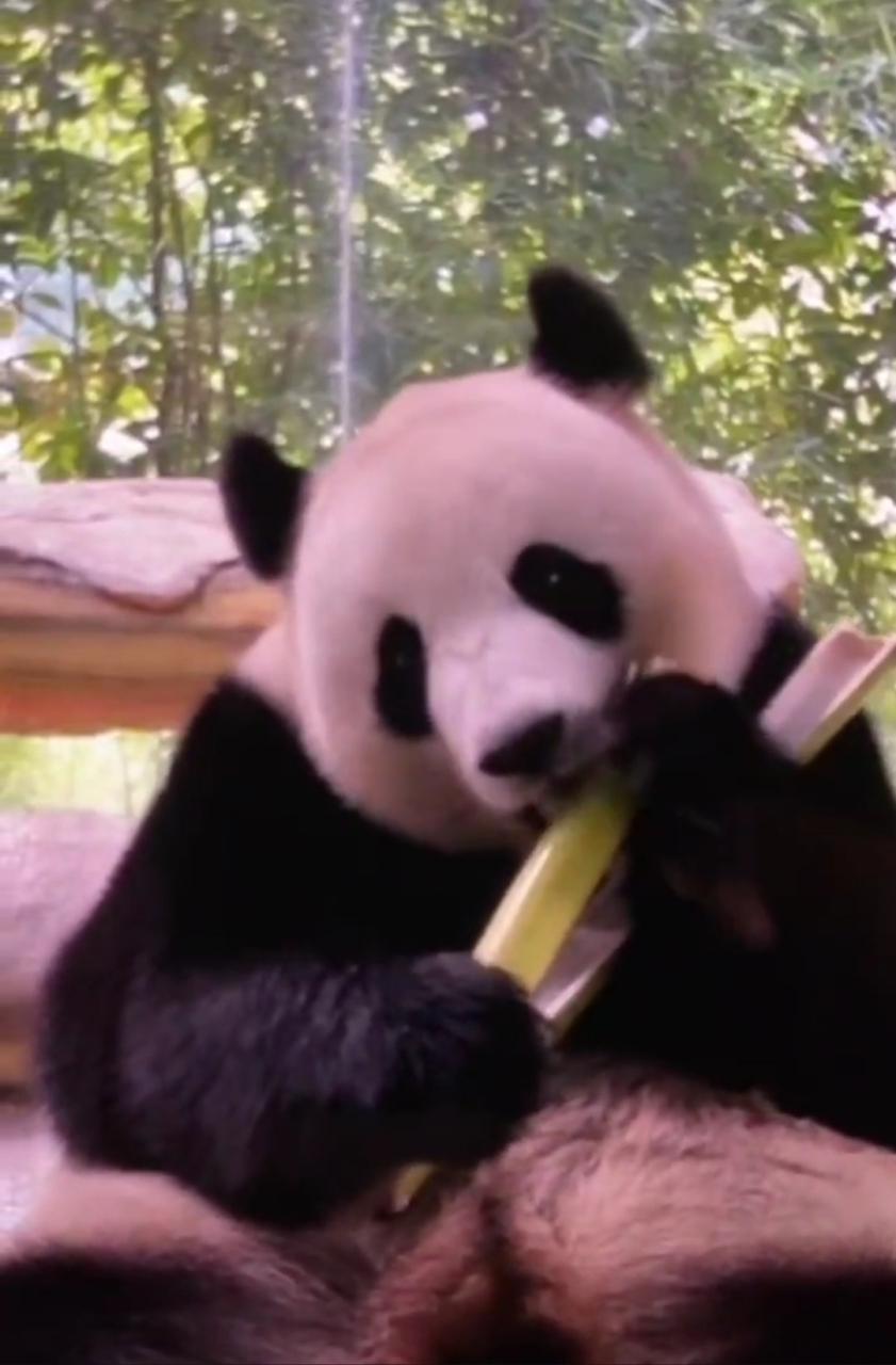 大熊猫暖暖被打