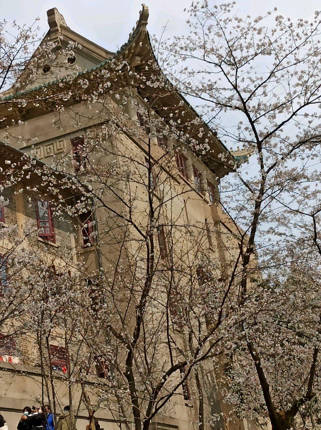 武汉大学樱花