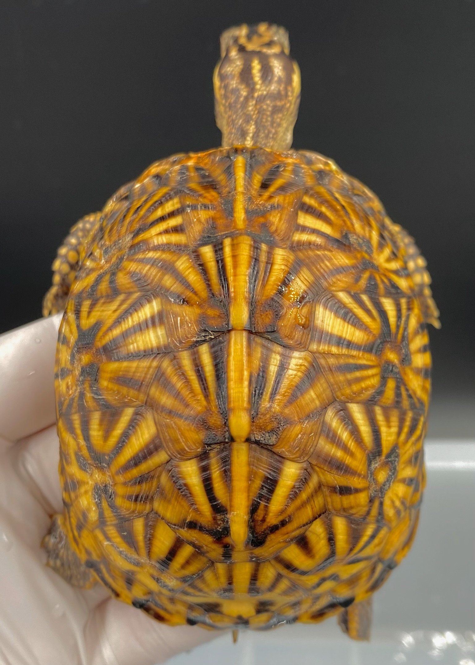 佛箱龟~2020年极品佛箱母