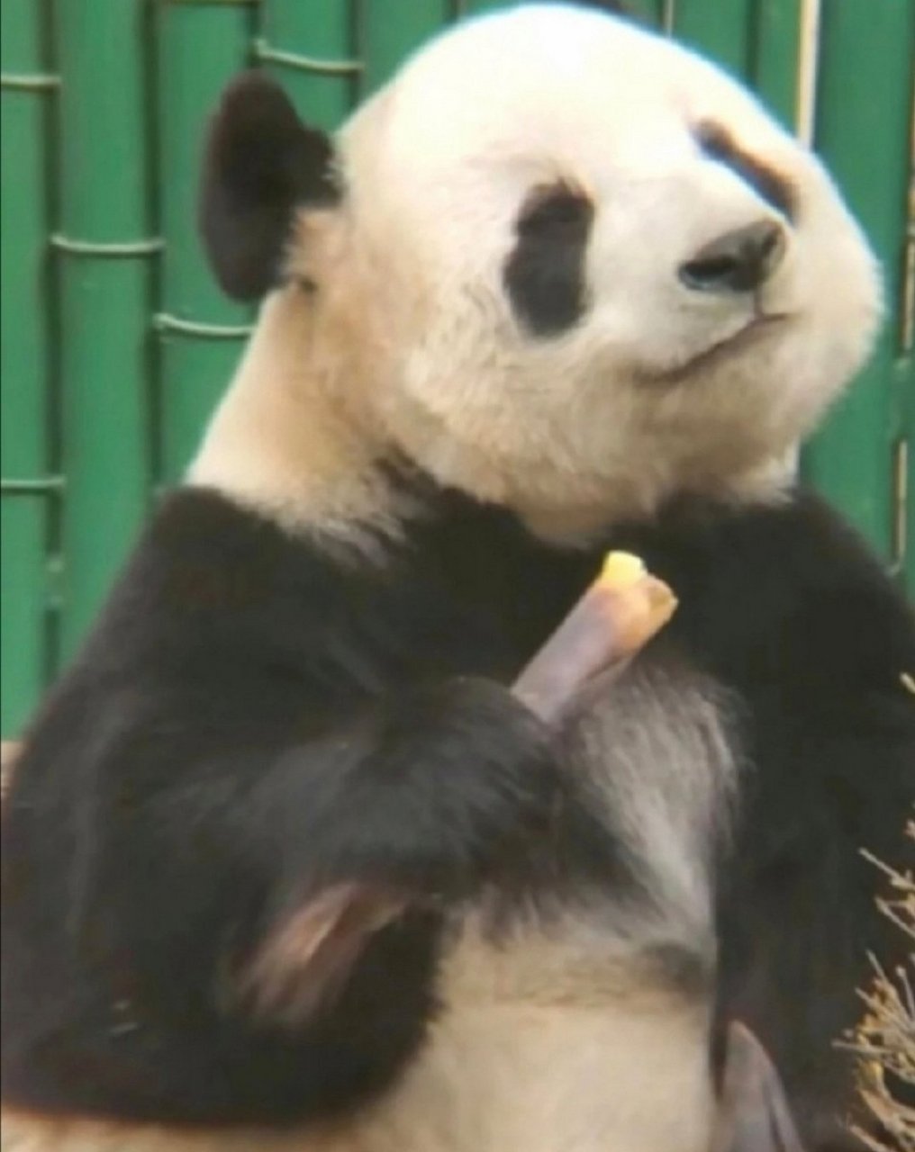 长相和名字都那么可爱,瞧这傲娇的小表情#熊猫