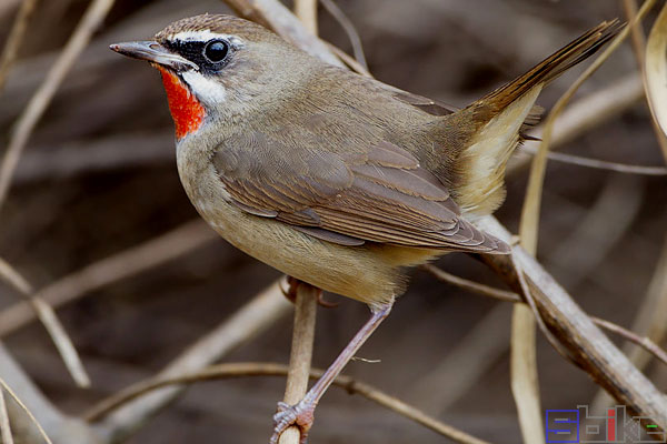 sbike动植物百科:十大鸣声最好听的鸟类,叫声悦耳堪比歌唱家