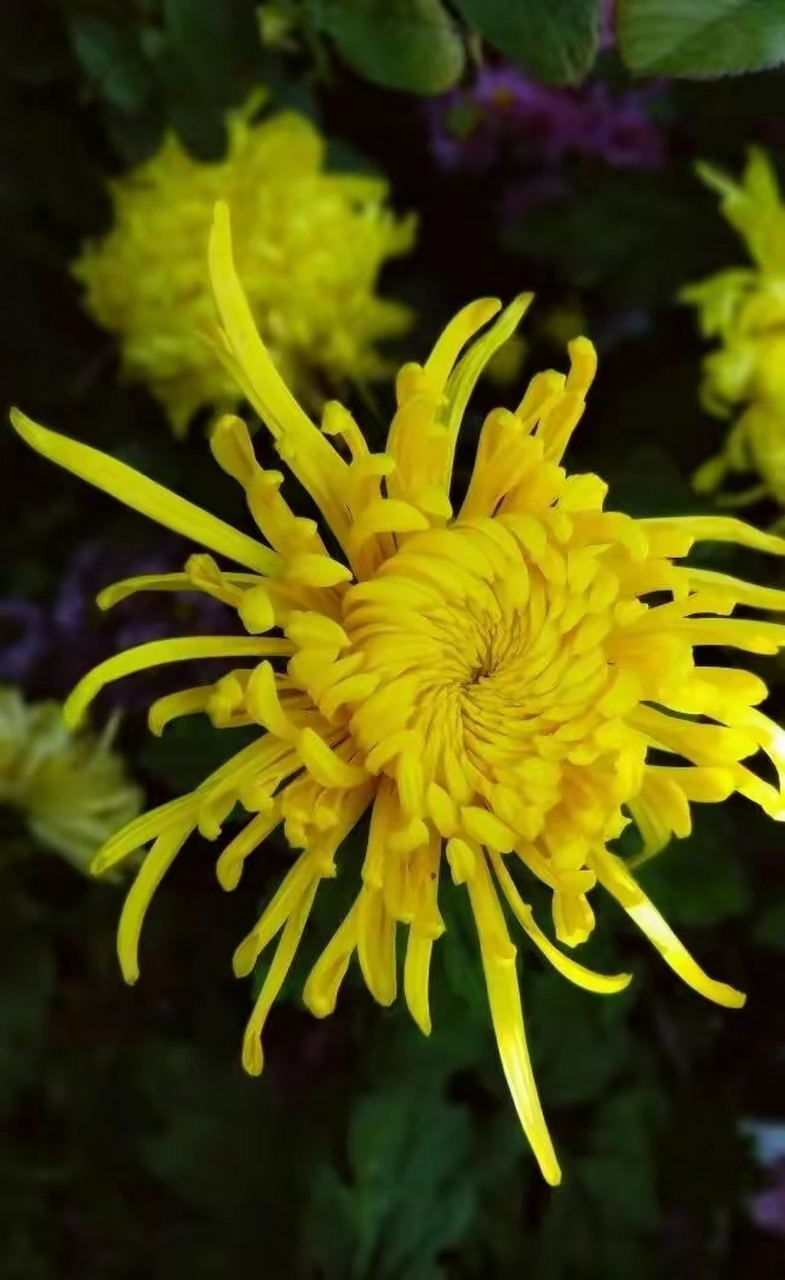 菊花, 清芳怡人,花中隐士,秋之"皇后". 傲霜怒放,潇洒隐逸.