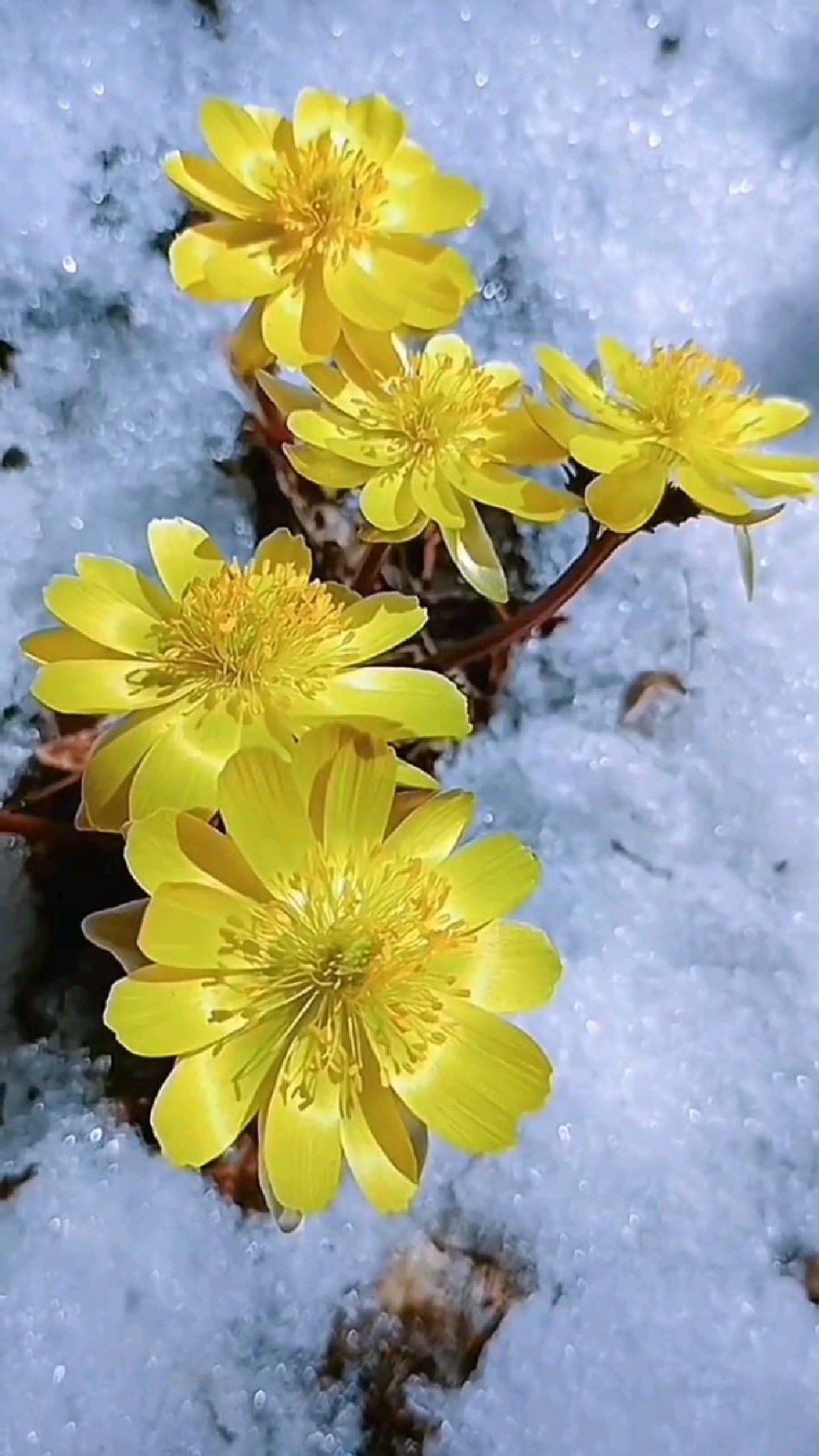 雪中冰凌花,请用你现有的文化描述此景.