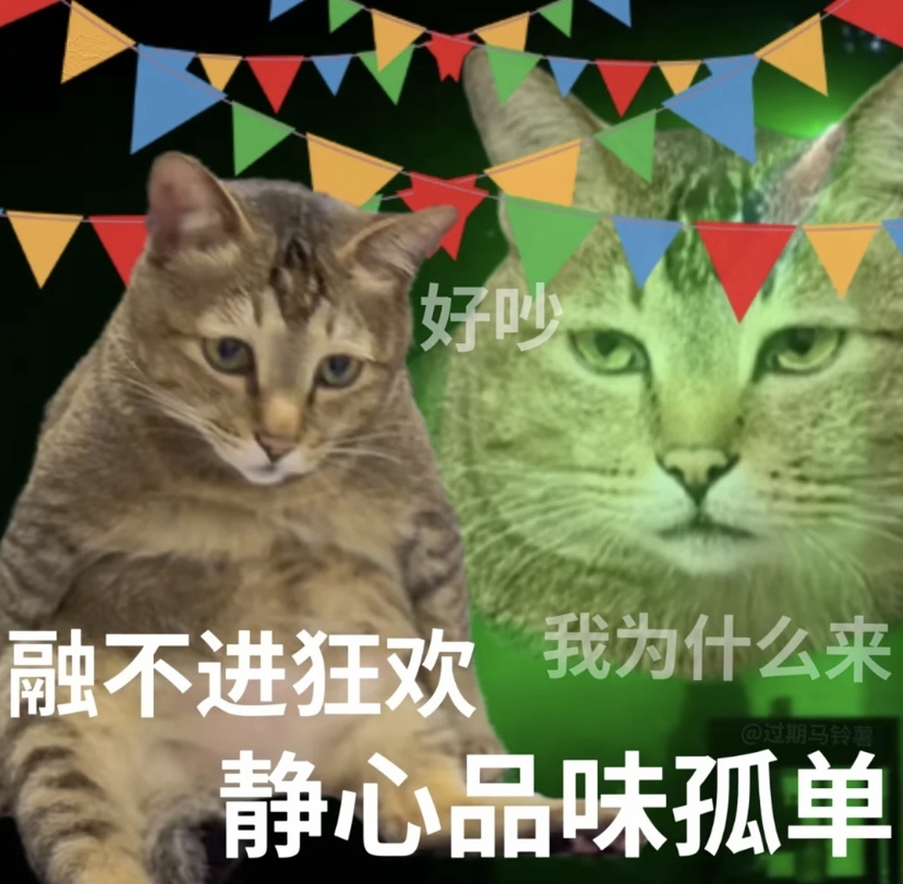 猫表情包含义图片