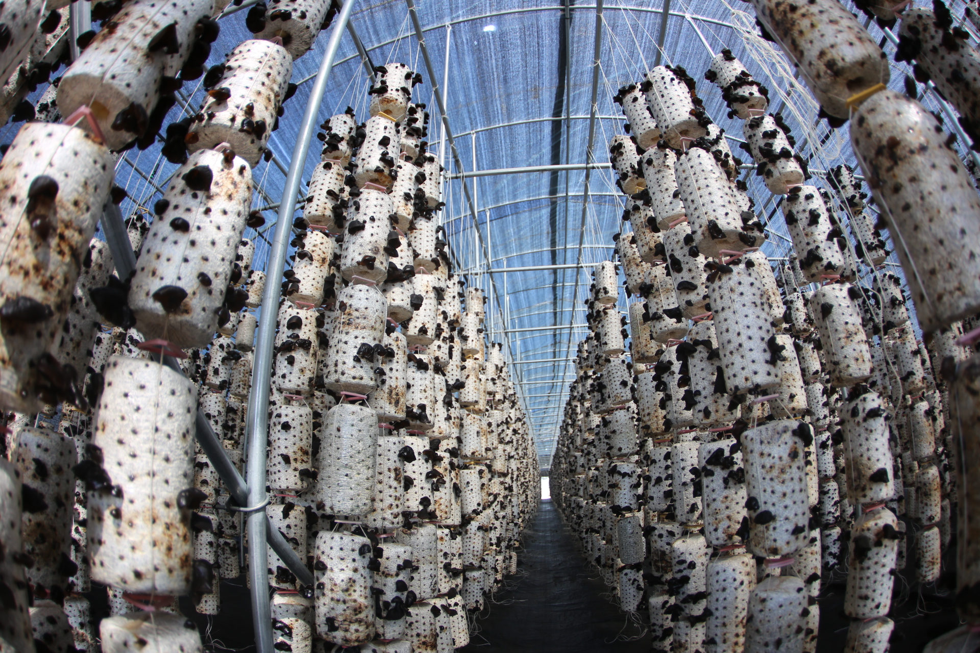 营养价值丰富的木耳,原来是在这种植出来的,种植方法也不难