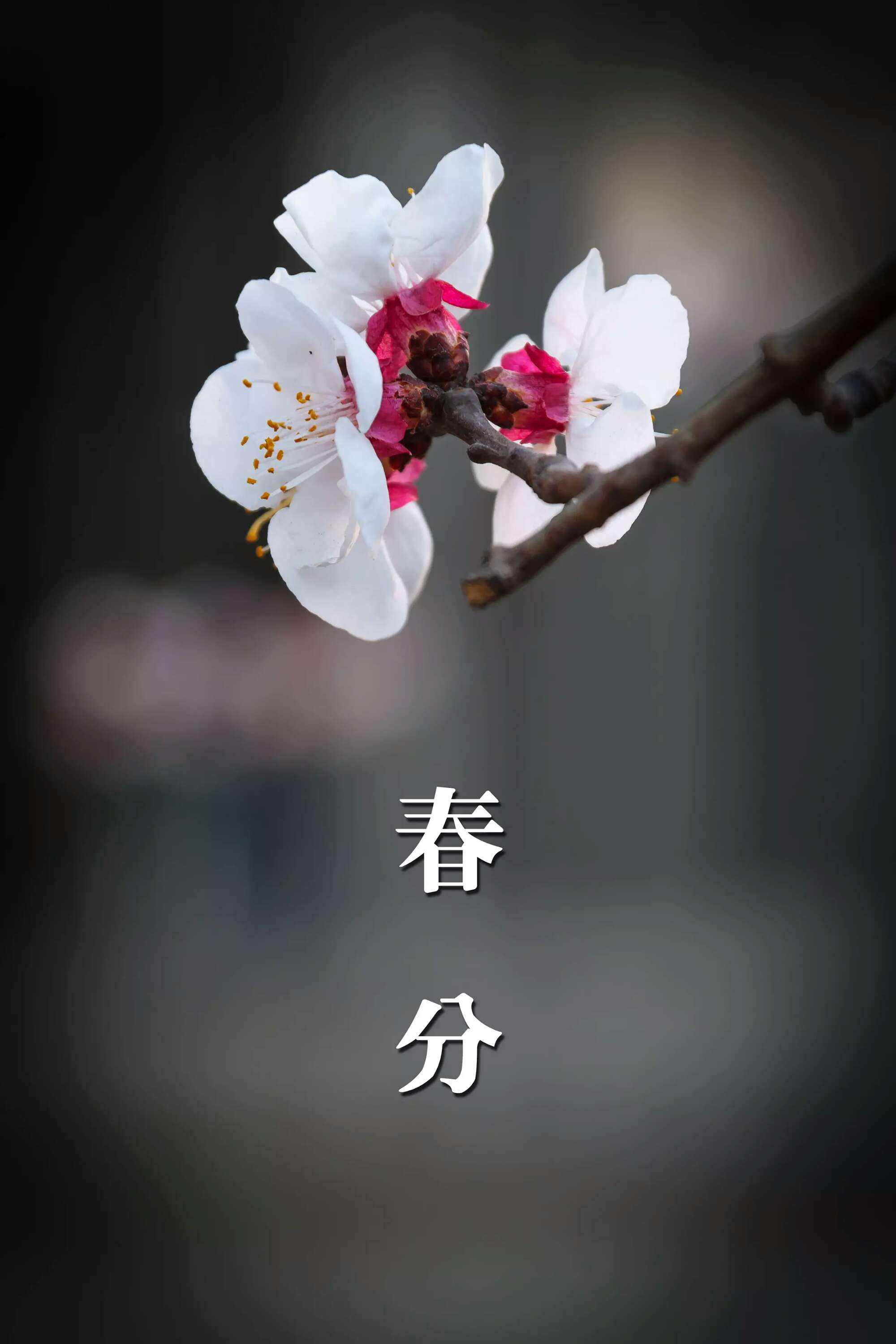 春分时节花系壁纸