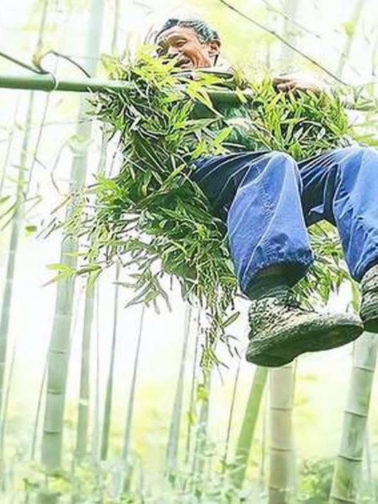 70岁的老人身轻如燕,穿梭在竹林上空,人送外号"竹海飞人"!