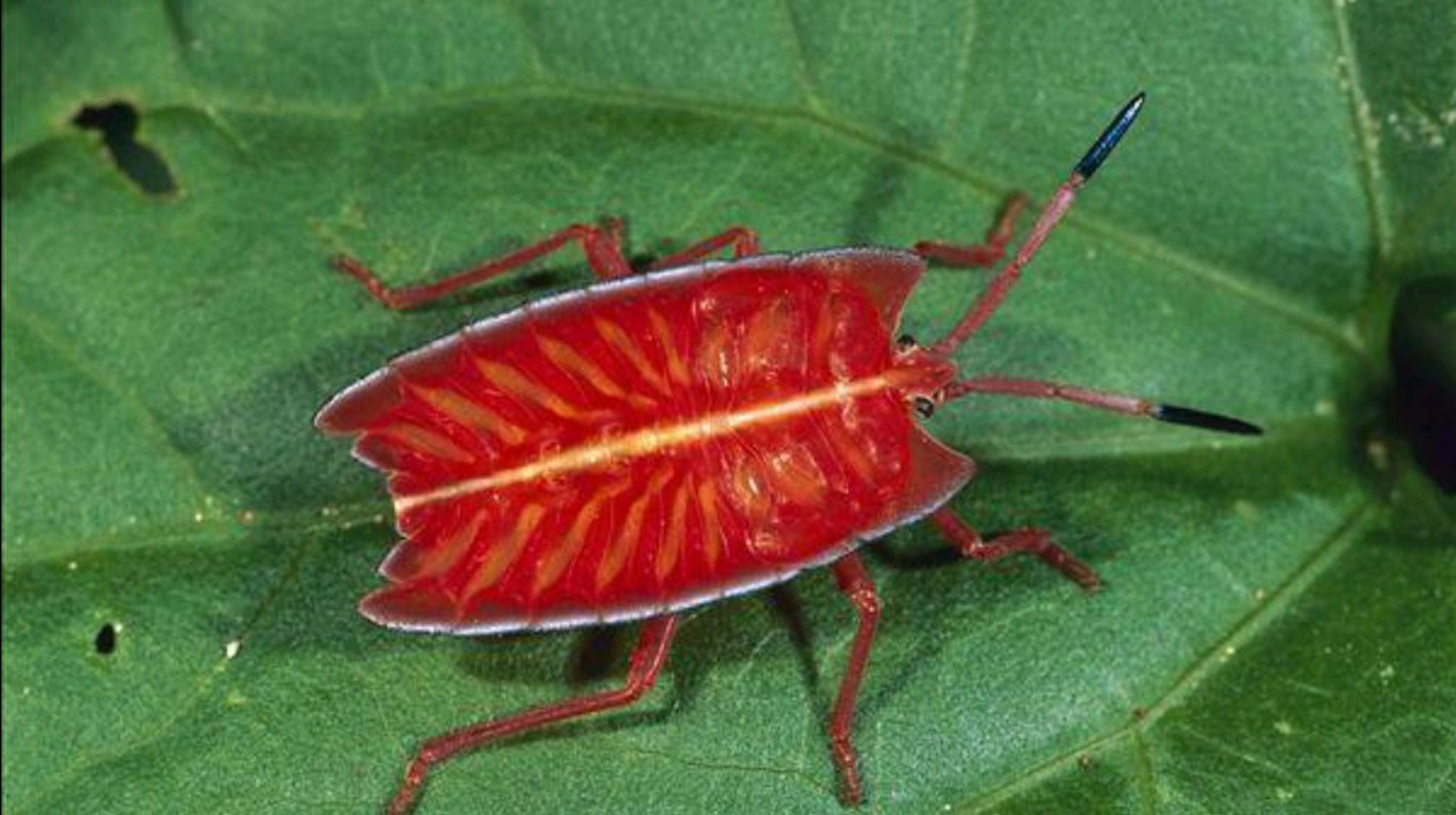 3厘米,体色和背后图案各有差异,底色一般为赤红色,带有明显的黑色