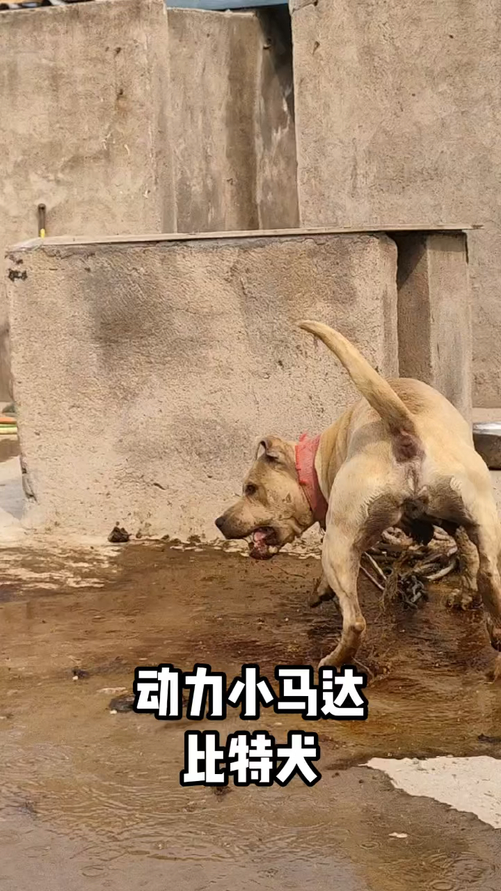 比特犬基多图片