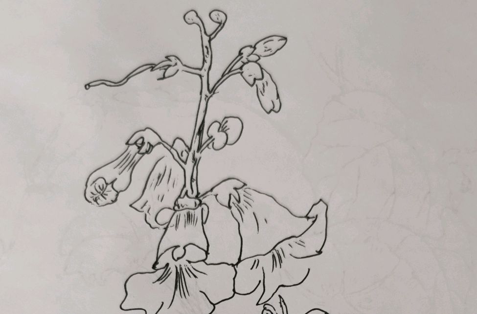 画一株泡桐花,一种与众不同的花