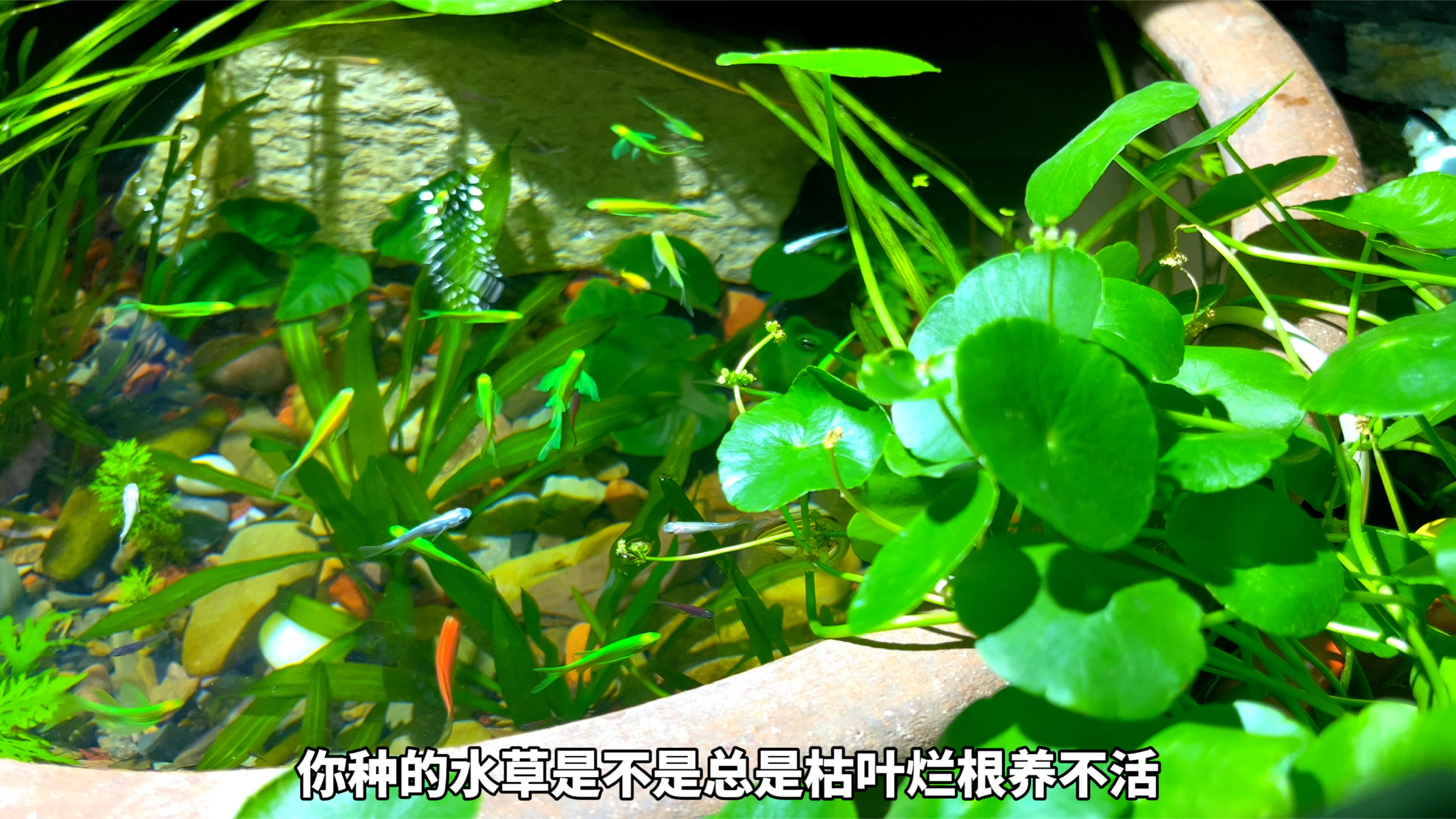 推荐10种好养易活的水草，适合新手鱼友