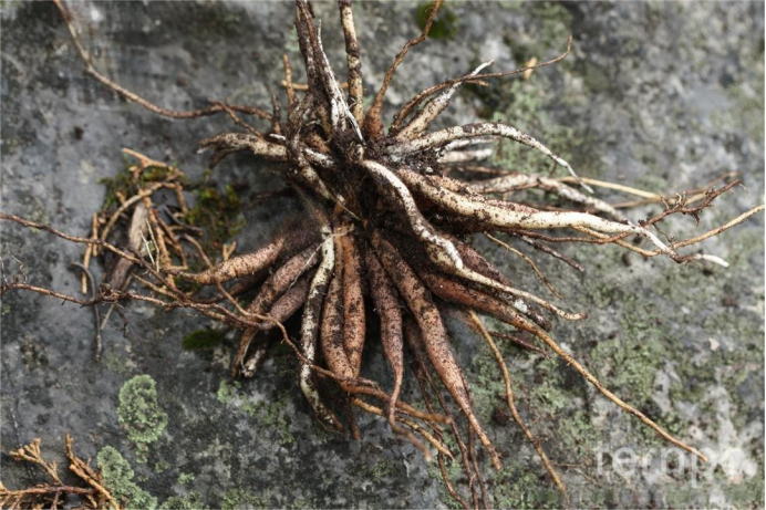 国家二级保护药用植物羊齿天门冬快繁技术