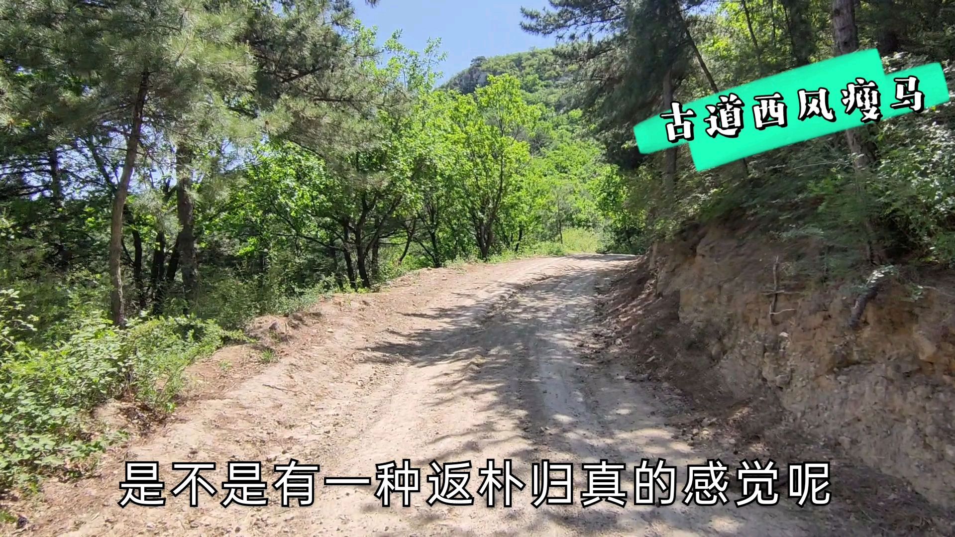 [图]密林之中发现一条古道,道路两侧开满了山花,很漂亮!