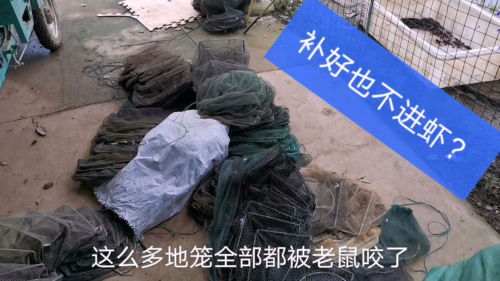 老鼠咬破的地笼补好了也捕不到小龙虾了?那是因为没注意这里