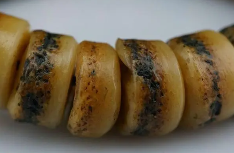 用灯光鉴别虎骨的真假