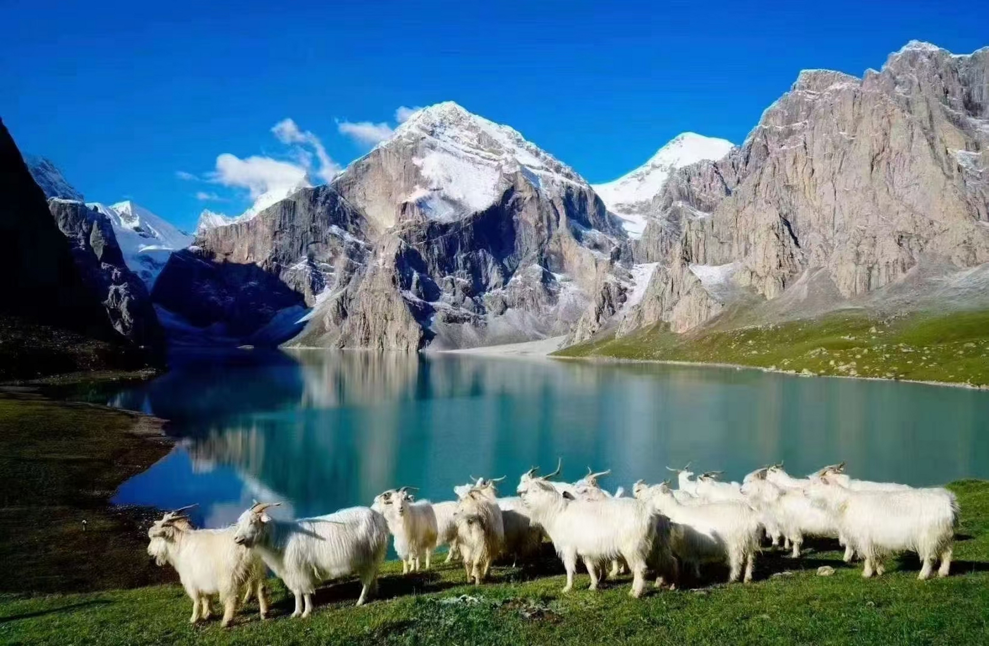 伊犁6061风追6969驹骊羊,驹骊羊是羊群中的