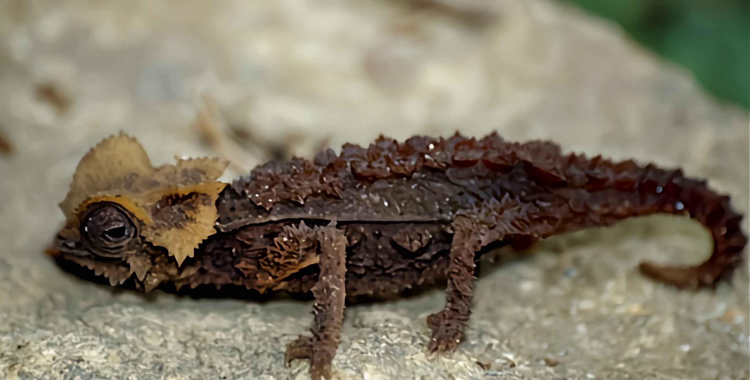 每天认识一种动物——盔甲变色龙 盔甲变色龙是枯叶变色龙品种中最大
