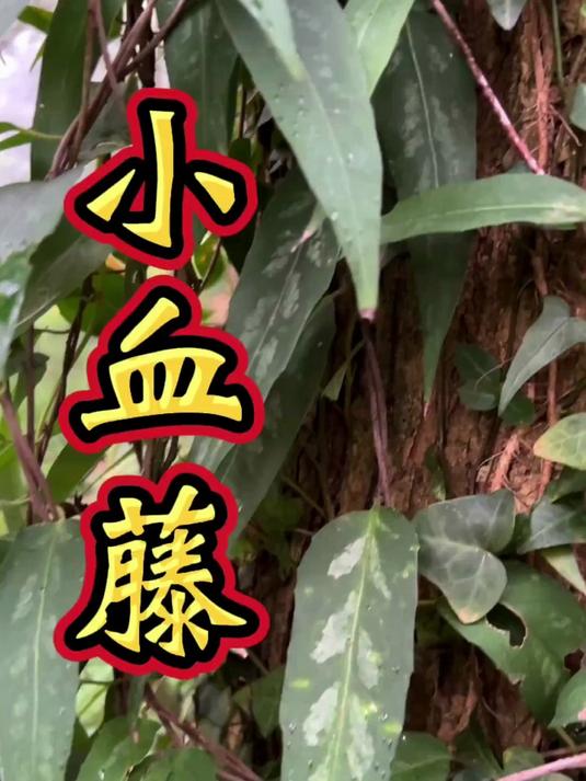 很多人走遍大江南北只为找到这种真正大山的血赛通,高端滋补品