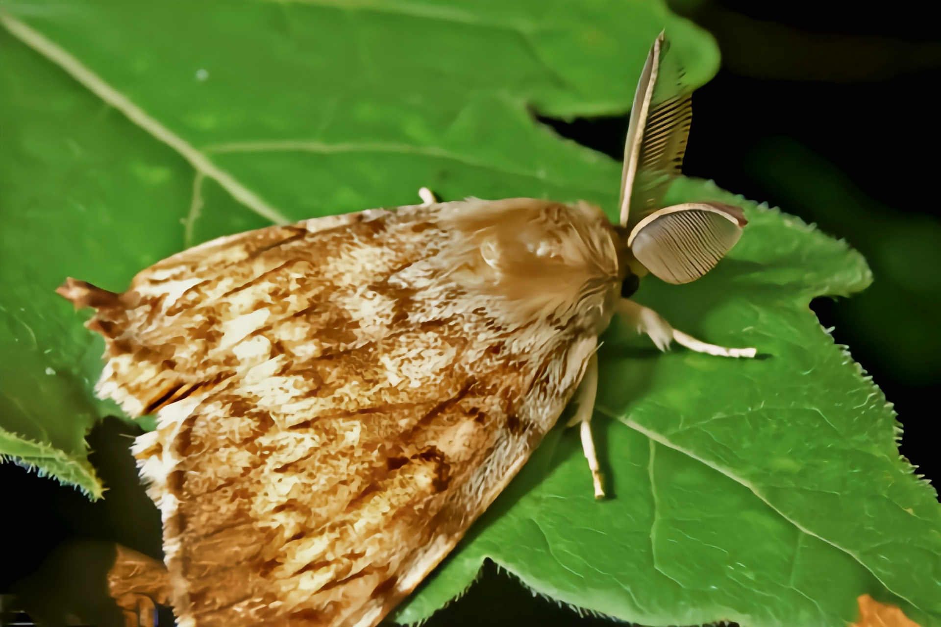 每天认识一种昆虫——舞毒蛾 舞毒蛾别名柿毛虫,桑树舞毒蛾,苹果毒蛾