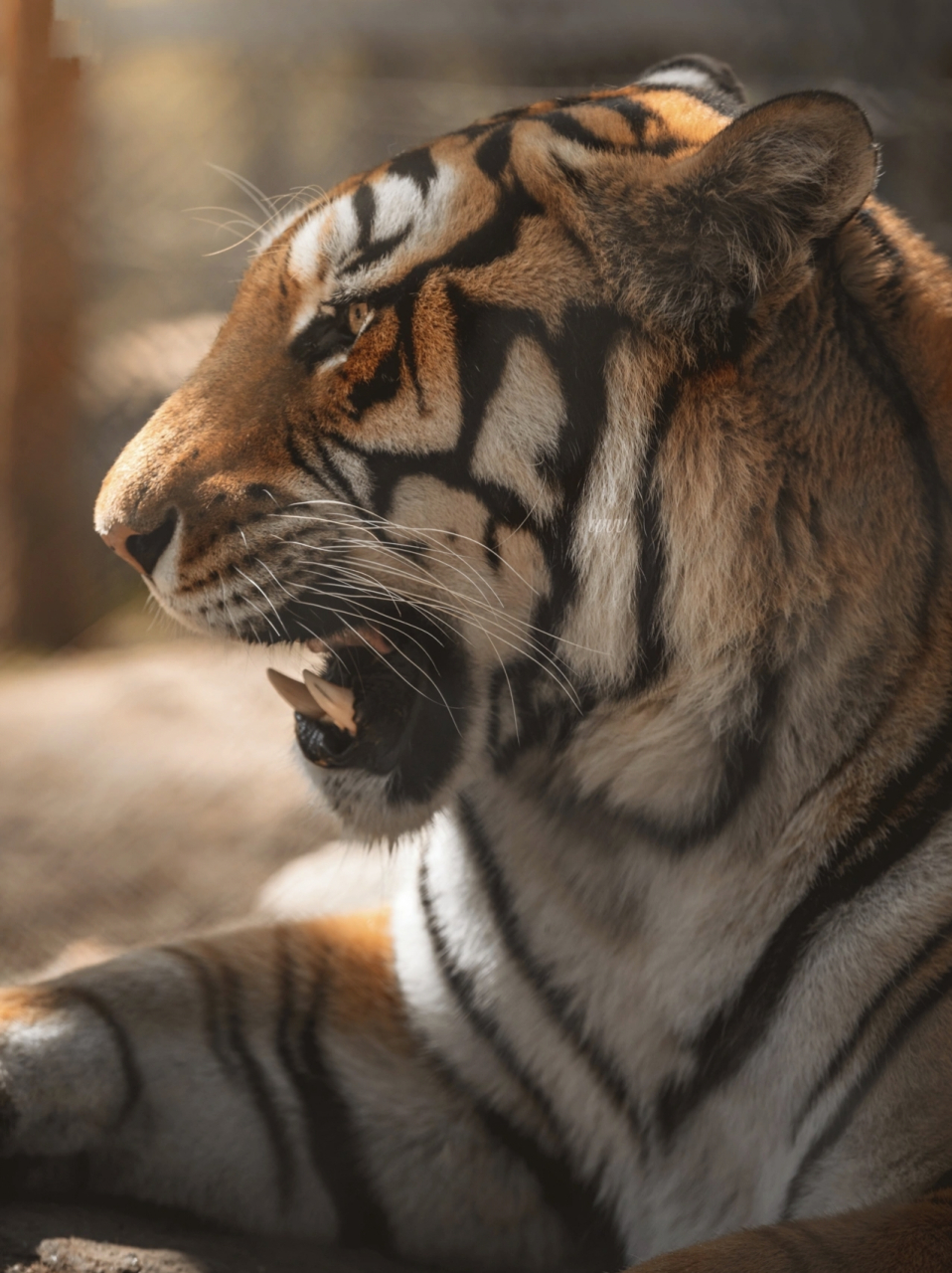 东北虎,别名西伯利亚虎,是我国一级保护动 物,也是世界上体型最大的