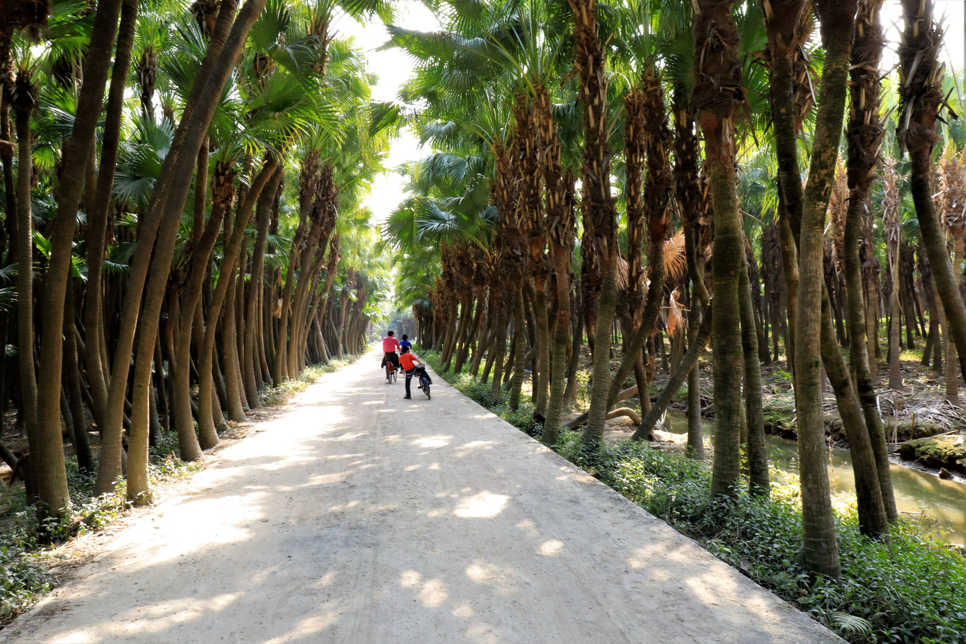 江门新会南坦岛生长着1500多亩蒲葵林,树龄已有130--150岁!