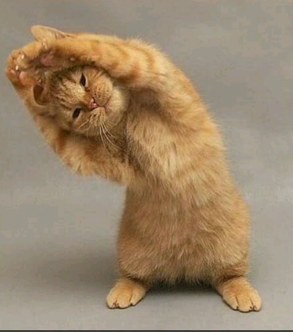 可爱的猫咪在做瑜伽