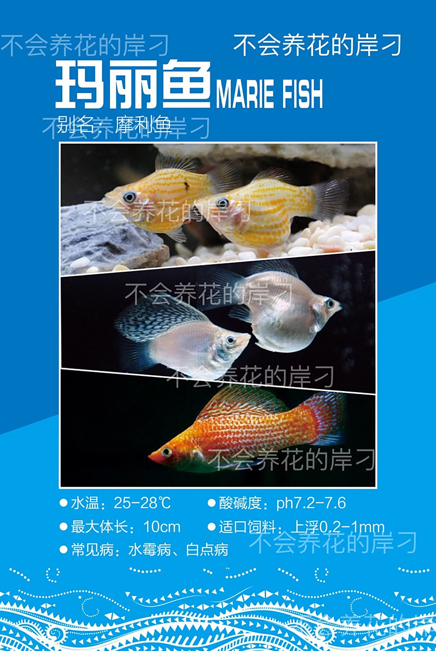 《水族宠物百科图鉴》之 玛丽鱼