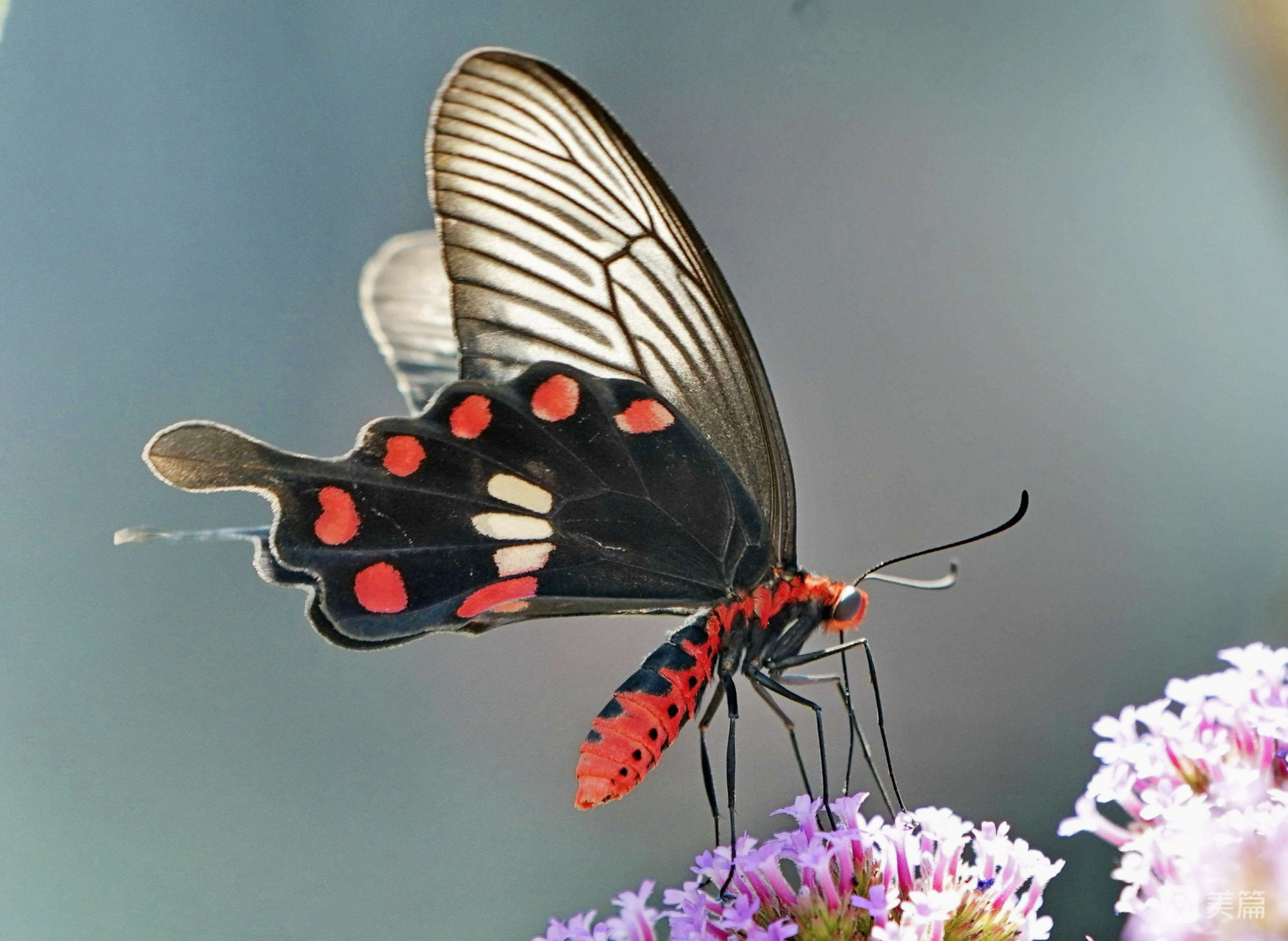 每天认识一种昆虫——红珠凤蝶 红珠凤蝶,别名红腹凤蝶,红纹曙凤蝶.