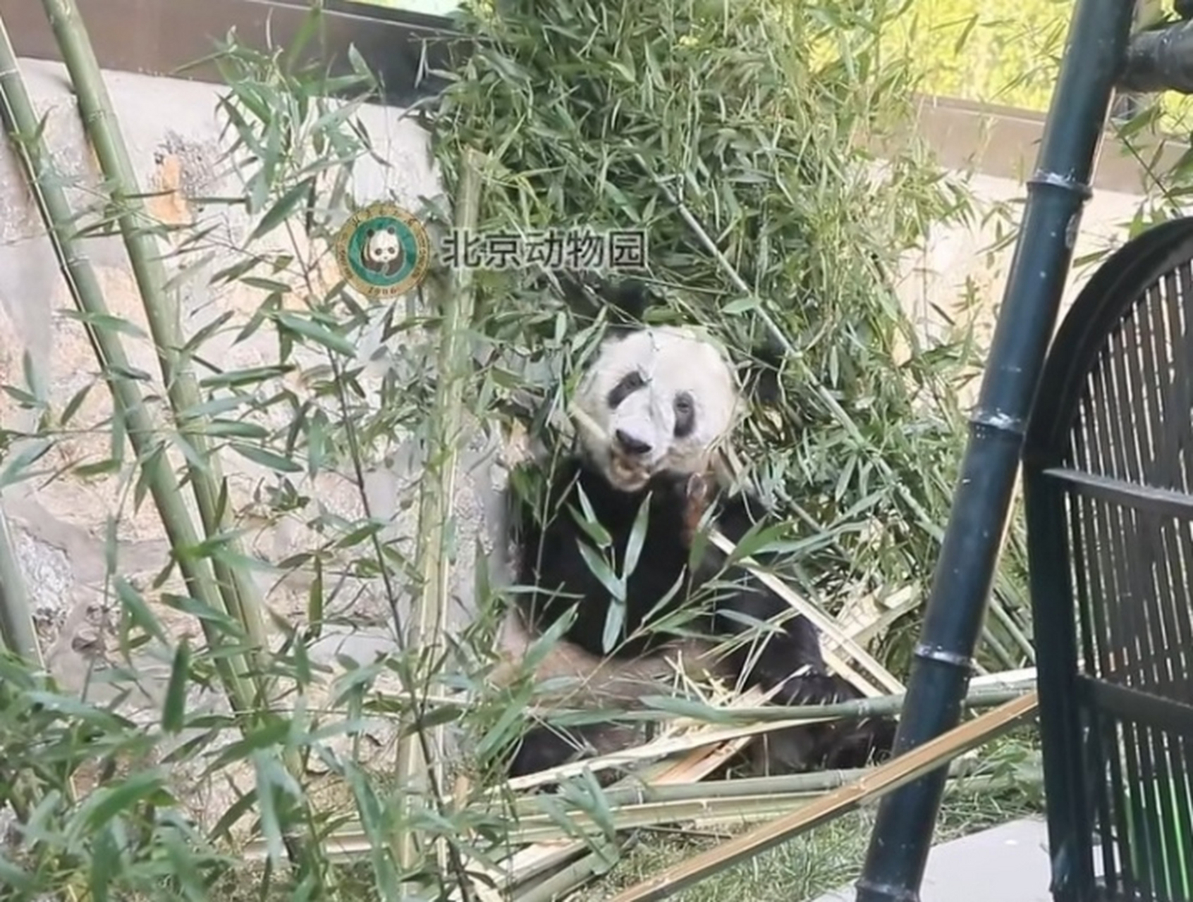又看到大熊猫"丫丫"的视频真开心,6月21日,北京动物园了发布了"丫丫"